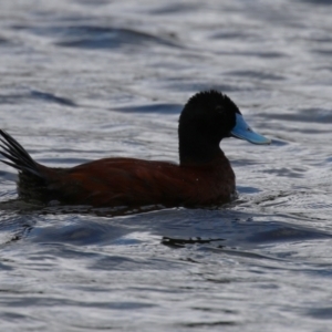 Oxyura australis at Upper Stranger Pond - 26 Jan 2024