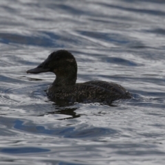 Oxyura australis at Upper Stranger Pond - 26 Jan 2024