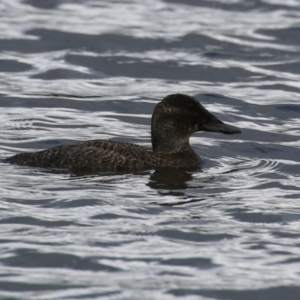 Oxyura australis at Upper Stranger Pond - 26 Jan 2024