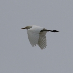 Bubulcus coromandus (Eastern Cattle Egret) at Isabella Plains, ACT - 26 Jan 2024 by RodDeb