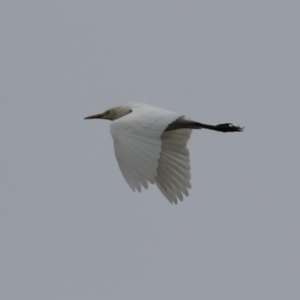 Bubulcus coromandus at Upper Stranger Pond - 26 Jan 2024