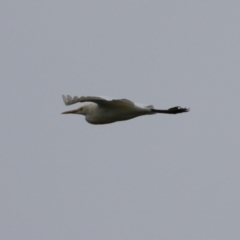 Bubulcus coromandus at Upper Stranger Pond - 26 Jan 2024