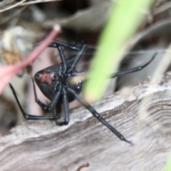 Latrodectus hasselti (Redback Spider) at Higgins, ACT - 26 Jan 2024 by Trevor