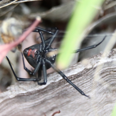 Latrodectus hasselti (Redback Spider) at Higgins, ACT - 26 Jan 2024 by Trevor