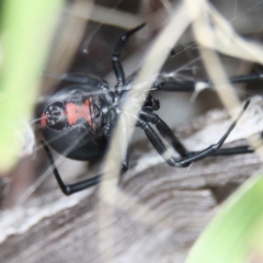 Latrodectus hasselti at Higgins Woodland - 26 Jan 2024