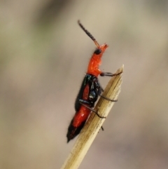 Melyridae (family) (Soft-winged flower beetle) at Aranda Bushland - 25 Jan 2024 by CathB