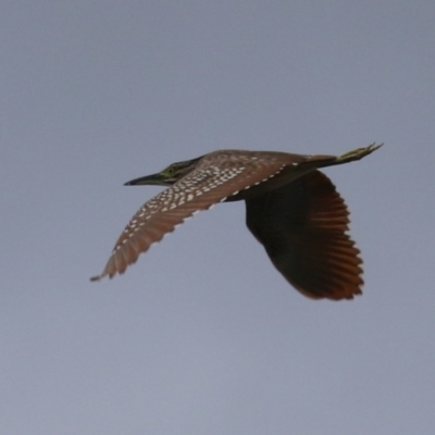 Nycticorax caledonicus (Nankeen Night-Heron) at Isabella Plains, ACT - 26 Jan 2024 by RodDeb