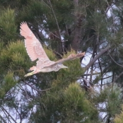 Nycticorax caledonicus at Upper Stranger Pond - 26 Jan 2024 11:20 AM