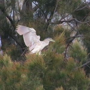 Nycticorax caledonicus at Upper Stranger Pond - 26 Jan 2024 11:20 AM