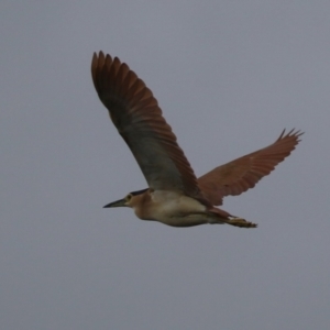 Nycticorax caledonicus at Upper Stranger Pond - 26 Jan 2024 11:20 AM