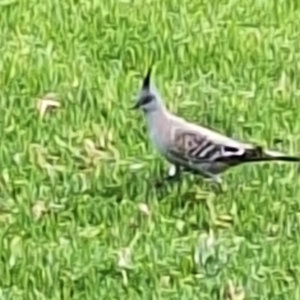 Ocyphaps lophotes at Wingecarribee Local Government Area - 26 Jan 2024