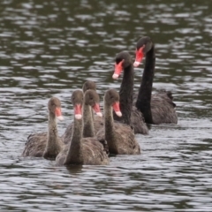 Cygnus atratus (Black Swan) at Upper Stranger Pond - 25 Jan 2024 by RodDeb