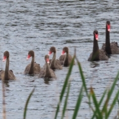 Cygnus atratus at Isabella Plains, ACT - 26 Jan 2024 10:46 AM