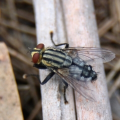 Sarcophagidae sp. (family) (Unidentified flesh fly) at Higgins Woodland - 26 Jan 2024 by Trevor