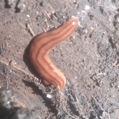 Anzoplana trilineata at Cooma North Ridge Reserve - 26 Jan 2024