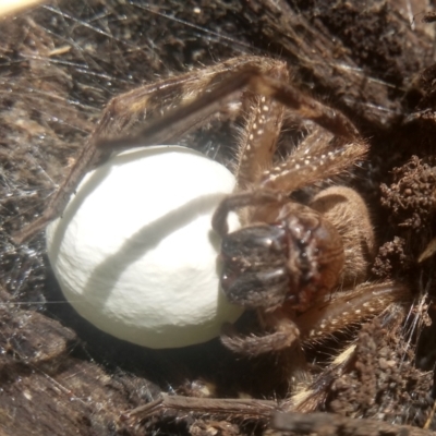 Neosparassus sp. (genus) (Unidentified Badge huntsman) at Cooma North Ridge Reserve - 26 Jan 2024 by mahargiani