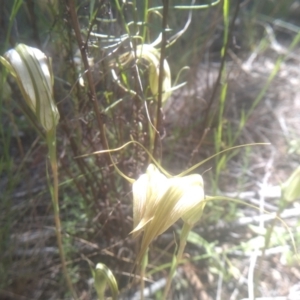 Diplodium ampliatum at Cooma North Ridge Reserve - 26 Jan 2024