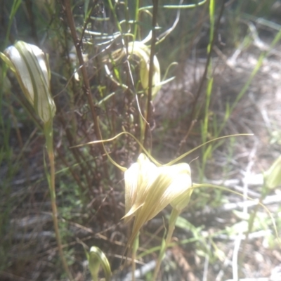 Diplodium ampliatum (Large Autumn Greenhood) at Cooma, NSW - 26 Jan 2024 by mahargiani