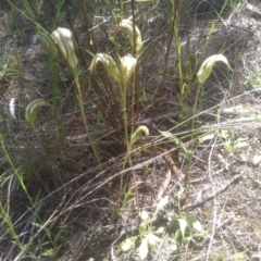 Diplodium ampliatum at Cooma North Ridge Reserve - 26 Jan 2024