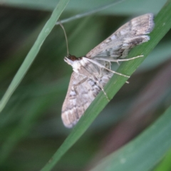 Nacoleia rhoeoalis (A Crambid moth (Spilomelinae) at Higgins Woodland - 26 Jan 2024 by MichaelWenke