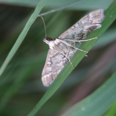 Nacoleia rhoeoalis (A Crambid moth (Spilomelinae) at Higgins Woodland - 26 Jan 2024 by MichaelWenke