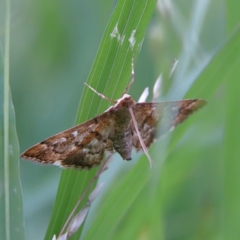 Nacoleia rhoeoalis at Higgins Woodland - 26 Jan 2024 12:36 PM