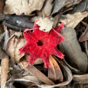 Aseroe rubra at Hughes, ACT - 23 Jan 2024