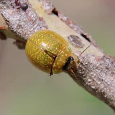 Paropsisterna cloelia (Eucalyptus variegated beetle) at Higgins Woodland - 26 Jan 2024 by MichaelWenke