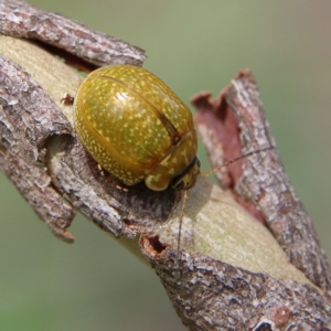 Paropsisterna cloelia at Higgins Woodland - 26 Jan 2024