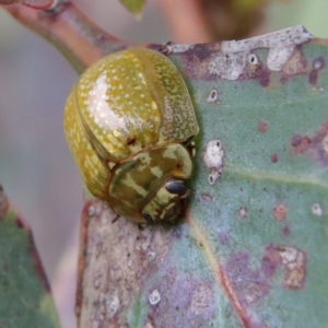 Paropsisterna cloelia at Higgins Woodland - 26 Jan 2024