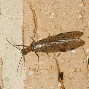 Archichauliodes (Riekochauliodes) guttiferus at Harrison, ACT - suppressed