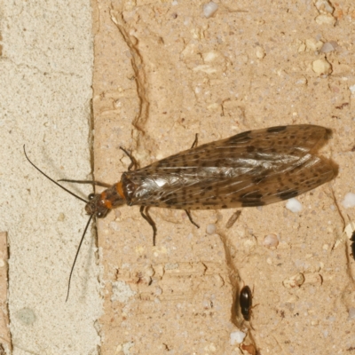 Archichauliodes (Riekochauliodes) guttiferus (Dobsonfly or Fishfly) at Harrison, ACT - 25 Jan 2024 by DPRees125