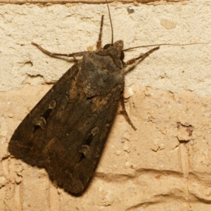 Agrotis infusa at Harrison, ACT - 25 Jan 2024