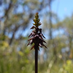 Corunastylis woollsii (Dark Midge Orchid) at Tianjara, NSW - 18 Jan 2024 by RobG1