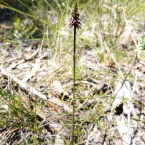 Corunastylis woollsii at Tianjara, NSW - suppressed