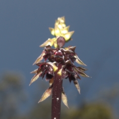 Corunastylis woollsii at Tianjara, NSW - suppressed