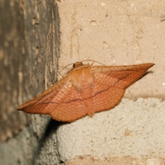 Aglaopus pyrrhata (Leaf Moth) at Harrison, ACT - 25 Jan 2024 by DPRees125