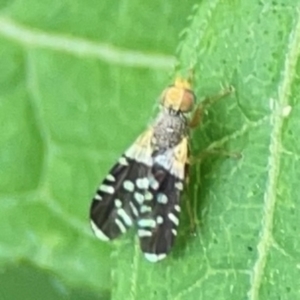 Spathulina acroleuca at Surf Beach, NSW - 26 Jan 2024 12:53 PM