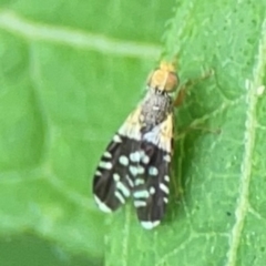 Spathulina acroleuca at Surf Beach, NSW - 26 Jan 2024 12:53 PM