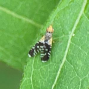 Spathulina acroleuca at Surf Beach, NSW - 26 Jan 2024 12:53 PM