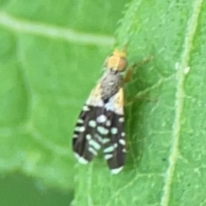 Spathulina acroleuca at Surf Beach, NSW - 26 Jan 2024 12:53 PM