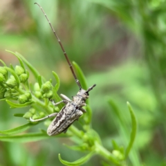 Acalolepta argentata (A flat-faced longhorn beetle) at Surf Beach, NSW - 26 Jan 2024 by Hejor1