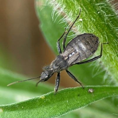 Reduviidae (family) (An assassin bug) at Surf Beach, NSW - 26 Jan 2024 by Hejor1