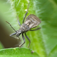 Reduviidae (family) at Surf Beach, NSW - 26 Jan 2024 12:55 PM