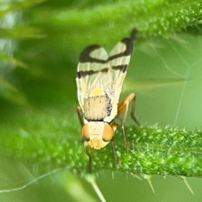 Unidentified Other true fly at Surf Beach, NSW - 26 Jan 2024 by Hejor1