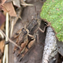 Phaulacridium vittatum (Wingless Grasshopper) at Surf Beach, NSW - 26 Jan 2024 by Hejor1