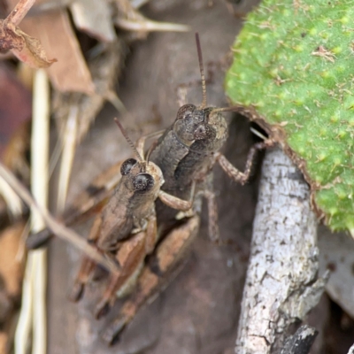 Phaulacridium vittatum (Wingless Grasshopper) at Surf Beach, NSW - 26 Jan 2024 by Hejor1