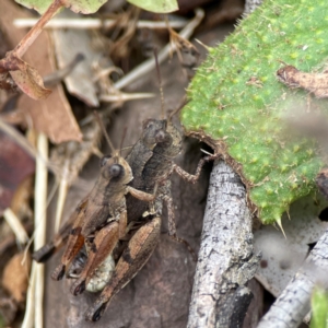 Phaulacridium vittatum at Surf Beach, NSW - 26 Jan 2024 12:58 PM