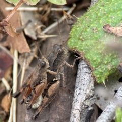 Phaulacridium vittatum at Surf Beach, NSW - 26 Jan 2024