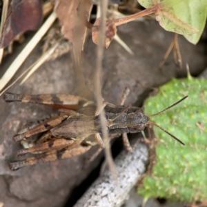 Phaulacridium vittatum at Surf Beach, NSW - 26 Jan 2024